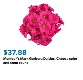 Sam's Club Member's Mark Gerbera Daisies, Choose color and stem count offer