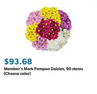 Sam's Club Member's Mark Pompon Daisies, 90 stems (Choose color) offer