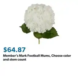 Sam's Club Member's Mark Football Mums, Choose color and stem count offer