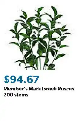 Sam's Club Member's Mark Israeli Ruscus 200 stems offer