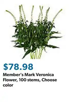 Sam's Club Member's Mark Veronica Flower, 100 stems, Choose color offer