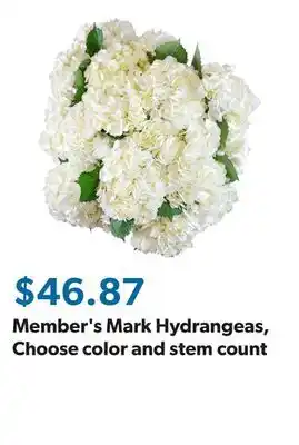 Sam's Club Member's Mark Hydrangeas, Choose color and stem count offer