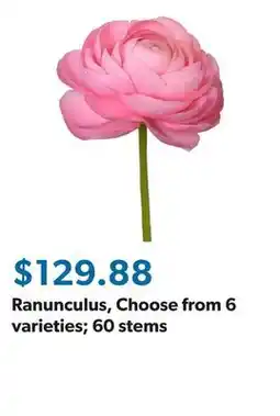 Sam's Club Ranunculus, Choose from 6 varieties 60 stems offer