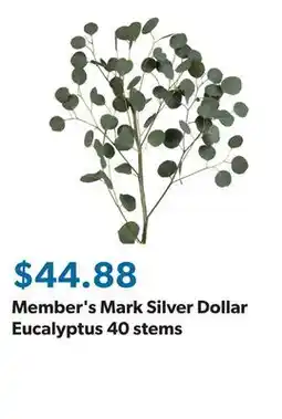 Sam's Club Member's Mark Silver Dollar Eucalyptus 40 stems offer