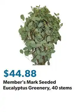 Sam's Club Member's Mark Seeded Eucalyptus Greenery, 40 stems offer