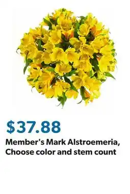 Sam's Club Member's Mark Alstroemeria, Choose color and stem count offer