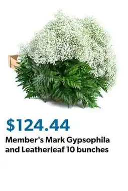 Sam's Club Member's Mark Gypsophila and Leatherleaf 10 bunches offer