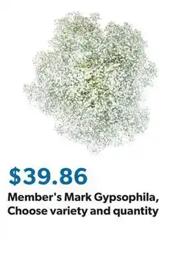 Sam's Club Member's Mark Gypsophila, Choose variety and quantity offer