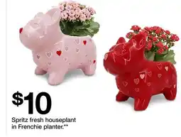 Target Spritz fresh houseplant in Frenchie planter offer