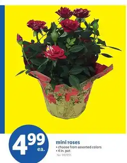 Lidl mini roses offer