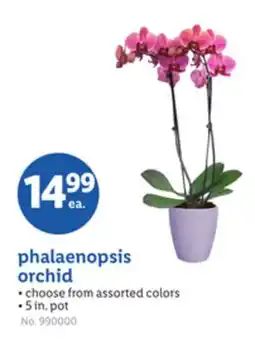 Lidl phalaenopsis orchid offer