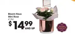 Ralphs Bloom Haus Mini Rose offer