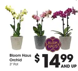 Ralphs Bloom Haus Orchid offer