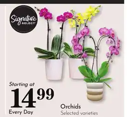 Pavilions Orchids offer