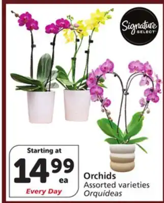 Vons Orchids offer