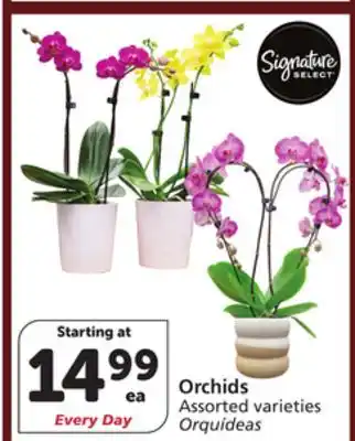 Albertsons Orchids offer