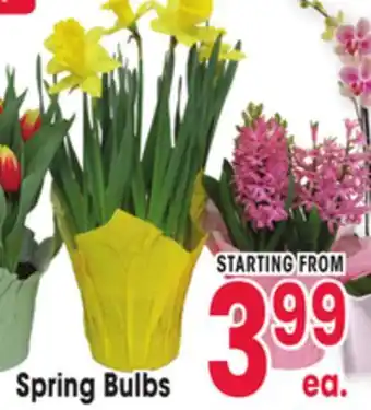 Jewel-Osco Spring Bulbs offer