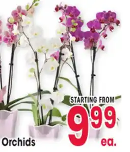 Jewel-Osco Orchids offer