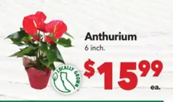 Vallarta Supermarkets Anthurium offer