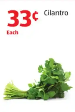 Aldi Cilantro offer