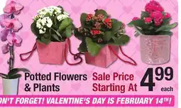 Menards Potted Flowers & Plants offer