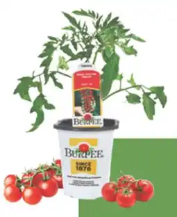 The Home Depot 3.5 Vegetables & Herbs offer