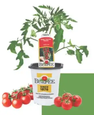 The Home Depot 3.5 Vegetables & Herbs offer