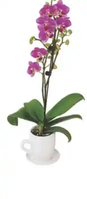 The Home Depot 3 Orchid in Bella Ceramic Teacup offer