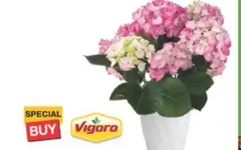 The Home Depot 6 Hydrangea Premium floral plant offer