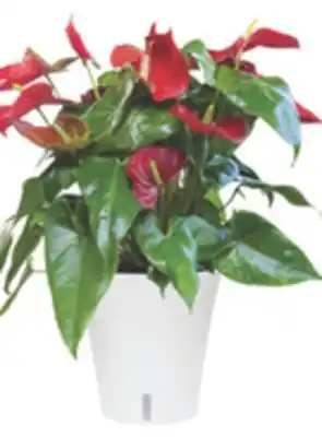 The Home Depot 5 Anthurium Premium floral plant offer