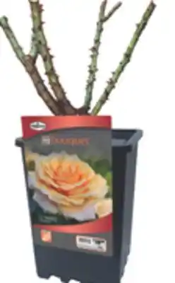 The Home Depot Showpot Plus My Garden Rose Series offer