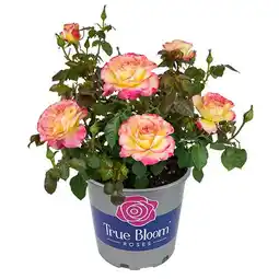 Walmart True Bloom by Altman Plants 'True Sincerity' PP28929 Pink & Yellow Rose Bush, 8qt. Pot, Full Sun offer