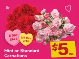 ACME Mini or Standard Carnations offer