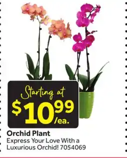 Stop&Shop Orchid Plant offer