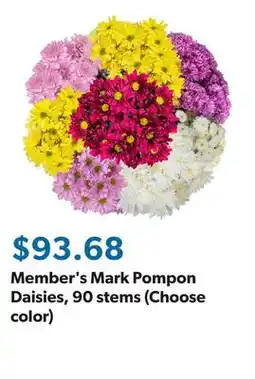 Sam's Club Member's Mark Pompon Daisies, 90 stems (Choose color) offer