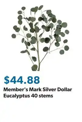 Sam's Club Member's Mark Silver Dollar Eucalyptus 40 stems offer