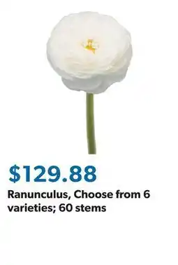 Sam's Club Ranunculus, Choose from 6 varieties 60 stems offer