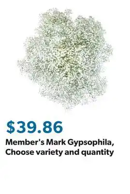 Sam's Club Member's Mark Gypsophila, Choose variety and quantity offer