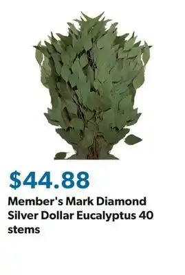 Sam's Club Member's Mark Diamond Silver Dollar Eucalyptus 40 stems offer