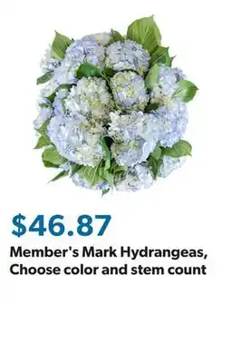 Sam's Club Member's Mark Hydrangeas, Choose color and stem count offer