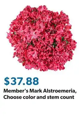 Sam's Club Member's Mark Alstroemeria, Choose color and stem count offer