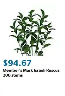 Sam's Club Member's Mark Israeli Ruscus 200 stems offer