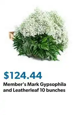 Sam's Club Member's Mark Gypsophila and Leatherleaf 10 bunches offer