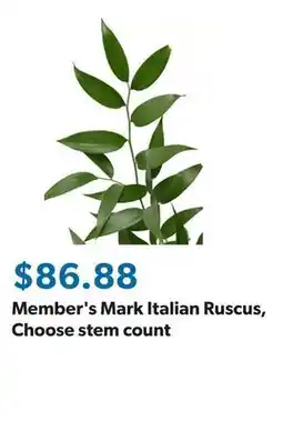 Sam's Club Member's Mark Italian Ruscus, Choose stem count offer