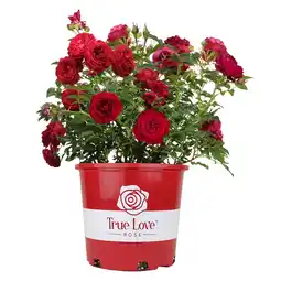 Walmart True Bloom by Altman Plants 'True Love' PP28929 Red Rose Bush, 6qt. Pot, Live Garden Roses, Full Sun offer