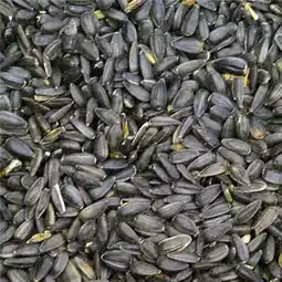 Walmart 50 lbs Black Oil Sunflower for Wild Bird Feed offer