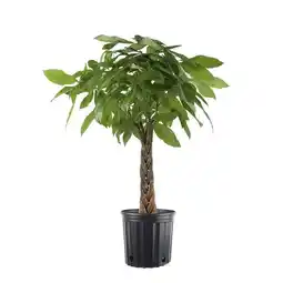 Walmart Costa 9.25 in. Pachira Braided Money Tree in Grower's Pot offer