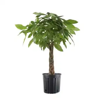 Walmart Costa 9.25 in. Pachira Braided Money Tree in Grower's Pot offer