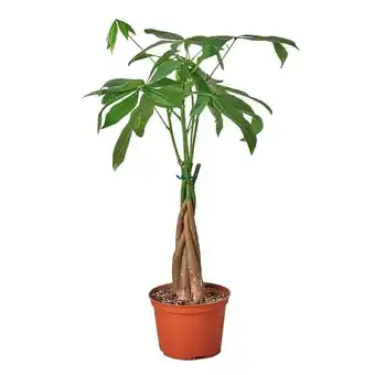 Walmart 4-PACHIRA-BRAID-NURSERY.POT 4 in. Money Tree Guiana Chestnut Pachira Braid Nursery Pot offer