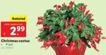 Lidl Christmas Cactus 4'Pot offer